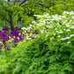 20 SWEET CICELY Myrrhis Odorata Herb Fragrant Flower Licorice Flavor Seeds