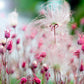 25 PRAIRIE SMOKE Geum Triflorum Purple Prairie Avens Pink Flower Seeds