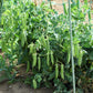 50 Super SUGAR SNAP PEA Pisum Sativum Macrocarpon Vegetable Seeds