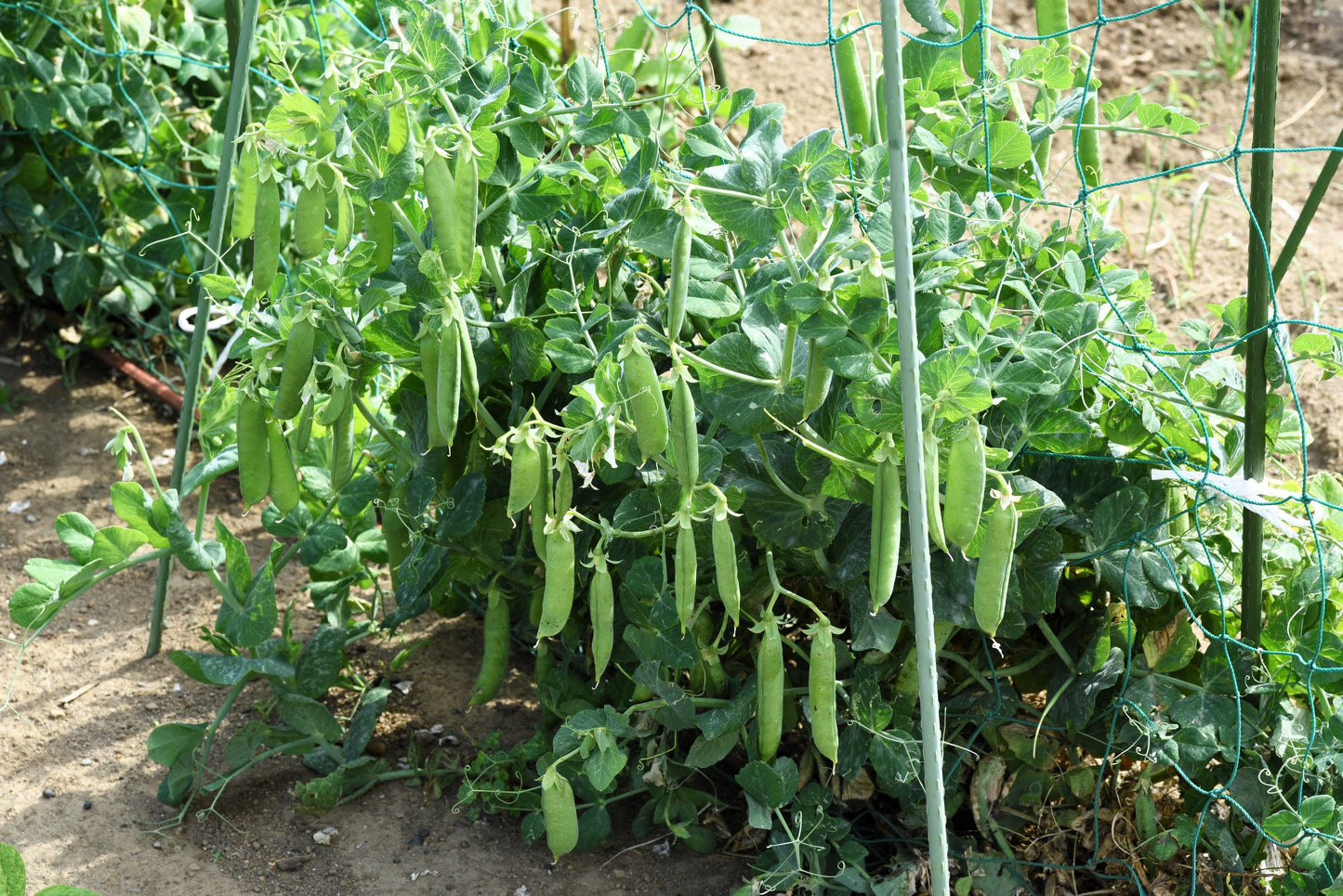 50 Super SUGAR SNAP PEA Pisum Sativum Macrocarpon Vegetable Seeds
