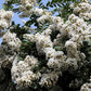 1000 Bulk CREPE MYRTLE Mixed Colors Lagerstroemia Indica Mix Tree Shrub Flower Seeds - Red, Purple, Light Pink, Dark Pink, White, & Lilac