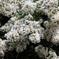 35 WHITE CREPE MYRTLE Lagerstroemia Indica Flowering Shrub Bush Small Tree Seeds