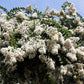 35 WHITE CREPE MYRTLE Lagerstroemia Indica Flowering Shrub Bush Small Tree Seeds