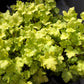 1200 Mixed Colors CORAL BELLS HEUCHERA Shade Flower Seeds