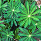 100 PERENNIAL LUPINE Blue Violet Lupinus Perennis Wild Lupine Sundial Purple Native Hummingbird Flower Seeds