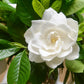 50 GARDENIA Jasminoides / CAPE JASMINE Fragrant White Shrub Houseplant Flower Seeds