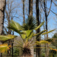 10 WAGNER WINDMILL PALM Dwarf Chusa Trachycarpus Fortunei Wagnerianus Tree Houseplant Seeds