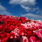 500 MIXED COLORS GODETIA Clarkia Amoena Flower Seeds
