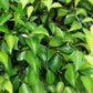 50 WEEPING FIG Ficus Benjamina Benjamin Indian Rubber Tree Houseplant Seeds