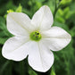 100 Organic WHITE NICOTIANA Flowering TOBACCO Nicotiana Alata Seeds