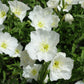 250 WHITE Pale EVENING PRIMROSE (White Buttercup / Sundrops) Oenothera Pallida Flower Seeds