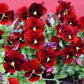 50 RED & BROWN PANSY Swiss Giant Violet Viola Wittrockiana Flower Seeds