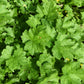 25 FRINGECUP Tellima Grandiflora Odorata Bigflower Fringe Cup Pink Flower Seeds
