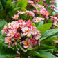 10 MIXED COLORS PLUMERIA Seeds - Lei Flower Frangipani Mix Fragrant Shrub Small Tree Pink Red Yellow White Peach Two Tone