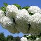 30 EUROPEAN CRANBERRY / SNOWBALL Tree Guelder Rose Viburnum Opulus Red Fruit White Flower Seeds
