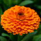 500 Mixed Colors FANCY MIX Pot MARIGOLD Calendula Officinalis Flower Seeds