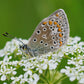 1500 FLAT LEAF PARSLEY Seeds Petroselinum Crispum Plain Single Italian Parsley Seeds