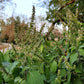 500 CLOVE BASIL Ocimum Basilicum Herb Flower Seeds