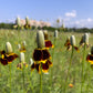500 MEXICAN HAT Ratibida Columnaris Columnifera Red & Yellow Native Flower Seeds