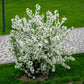 30 Sargent CRAB APPLE Shrub Hummingbird Flower White Red Malus Sargentii Seeds