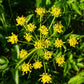 150 GOLDEN ALEXANDER (Golden Zizia / Meadow Zizia) Zizia Aurea Flower Seeds