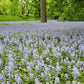 10 WOOD HYACINTH Mixed Colors English Woodland Spanish Bluebell Scilla Campanulata Hyacinthoides Hispanica Pink Purple White Flower Seeds