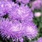 30 VIOLET Purple NEEDLE ASTER Callistephus Chinensis Unicom Flower Seeds