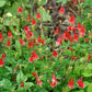 100 WILD/ CANADIAN COLUMBINE Aquilegia Canadensis Flower Seeds