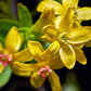 20 GOLDEN CURRANT SHRUB Black Fruit Yellow Flower Ribes Chrysobotrya Aurea Seeds