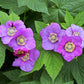 20 PURPLE FLOWERING RASPBERRY Thornless Edible Rubus Odoratus Fruit Berry Seeds