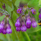 10 TRUE COMFREY Comphrey Symphytum Officinale Herb Seeds Purple Flowers