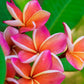 10 MIXED COLORS PLUMERIA Seeds - Lei Flower Frangipani Mix Fragrant Shrub Small Tree Pink Red Yellow White Peach Two Tone