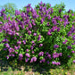 25 FRENCH / Old FASHIONED LILAC Syringa Vulgaris Flower Shrub Bush Seeds