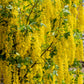 10 GOLDEN CHAIN TREE Goldenchain Laburnum Anagyroides Yellow Flower Seeds