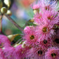 50 RED FLOWERING EUCALYPTUS Sideroxylon Mugga Ironbark Tree Seeds