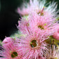 50 RED FLOWERING EUCALYPTUS Sideroxylon Mugga Ironbark Tree Seeds