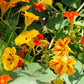 50 Mixed Colors DWARF JEWEL NASTURTIUM Tropaeolum Minus Flower Seeds