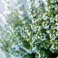 30 ORANGE THYME Orangelo Thymus Vulgaris Fragrantissimus Culinary Herb Seeds