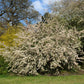 30 Sargent CRAB APPLE Shrub Hummingbird Flower White Red Malus Sargentii Seeds