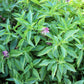 1000 LICORICE BASIL Ocimum Basilicum HERB Flower Seeds