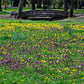 100 HEAL ALL Self Heal Prunella Vulgaris Purple Herb Flower Seeds