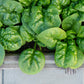 1500 BLOOMSDALE SPINACH Spinacia Oleracea Vegetable Seeds