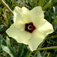 150 EMERALD GREEN Velvet OKRA Spineless Abelmoschus Esculentus Vegetable Seeds