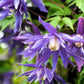 10 PURPLE ALPINE CLEMATIS Alpina Virgin's Bower Flower Vine Seeds