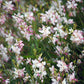 100 White GAURA WHIRLING BUTTERFLIES Gaura Lindheimeri Flower Seeds