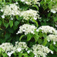 50 CLIMBING HYDRANGEA Anomala Petiolaris Vine Flower Seeds