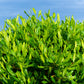 40 Mixed Colors FLORIDA HOPBUSH Dodonaea Viscosa Hawaiian Hopseed Flower Shrub Seeds