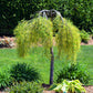 25 SIBERIAN PEASHRUB Caragana Arborescens Peatree Yellow Flower Legume Vegetable Seeds