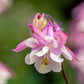 50 ROSE STAR COLUMBINE Aquilegia Caerulea Bicolor Rose Pink & White Flower Seeds