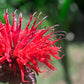 25 BEE BALM MIX Lemon Hummingbird Mint Monarda Didyma Mixed Colors Scarlet, Red, Pink, Purple, Spotted, & Salmon Flower Seeds